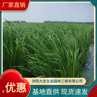 ���� ����ֱ�� �߹� ���׻��� ˮ�w�G�� ����ˮ�| �޸�ֲ��