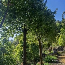 Yl�������������繫����ֲ�е���20����������̫����̫��