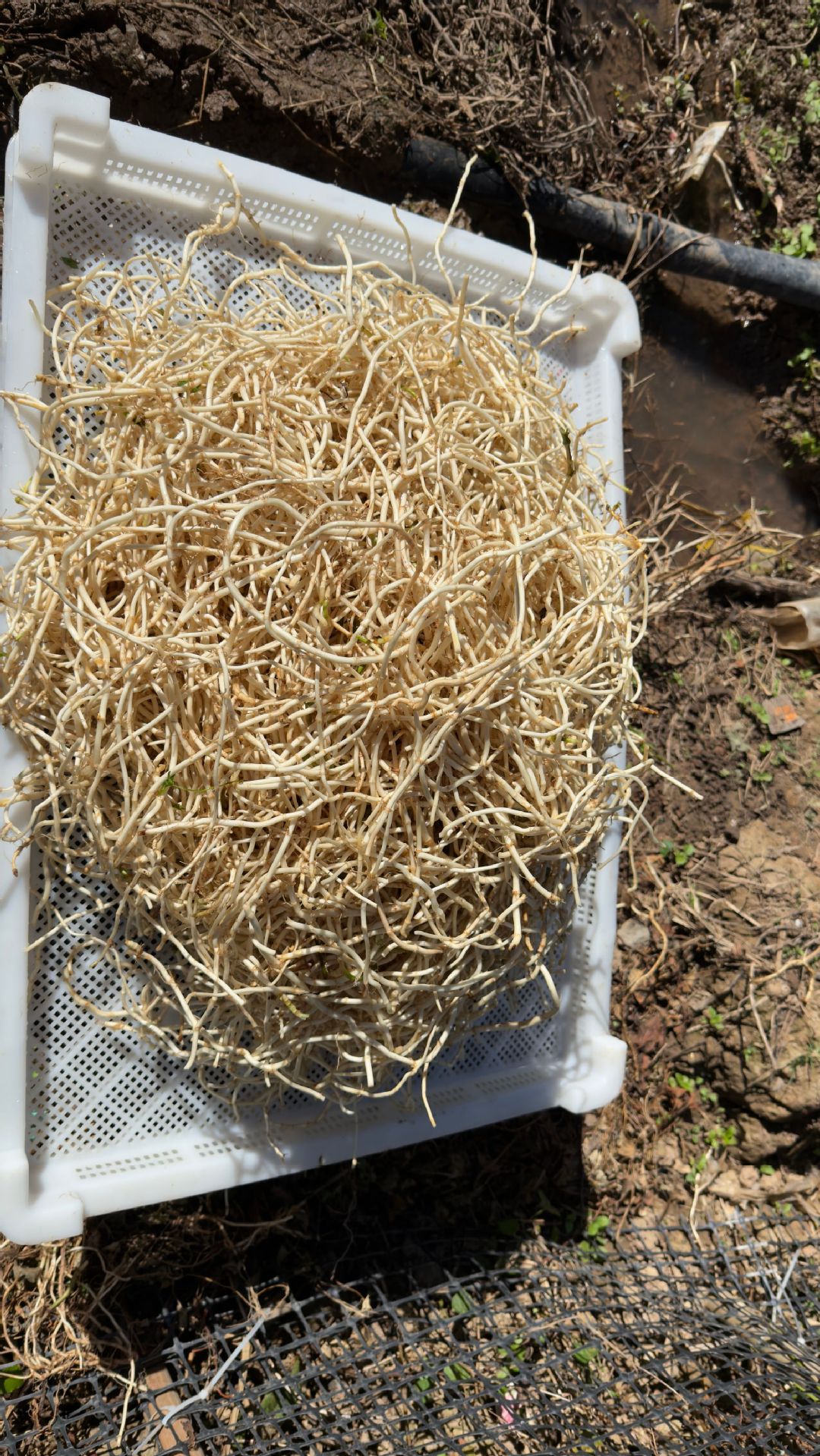 鱼腥草种植2 (11).jpg