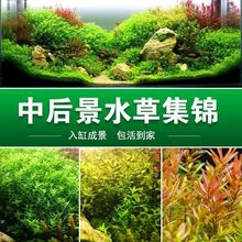 ��ˮֲ���~���b��������G��ˮ�ײ�ˮ���~�쾰�S��ֱ�N���l���]