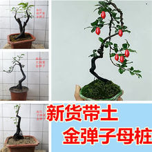 ������1�辰�옶�҃Ș䘶����СƷ�޽�ĸ���ļ�ͥԺѪ�t�̨