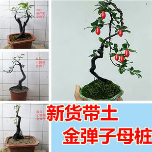 ������1�辰�옶�҃Ș䘶����СƷ�޽�ĸ���ļ�ͥԺѪ�t�̨