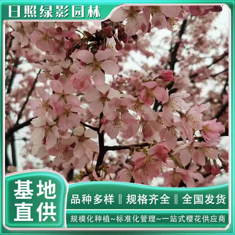 Саженец красной и розовой вишни 7cm Цена Аутентичный сад красной и розовой вишни Прямые продажи