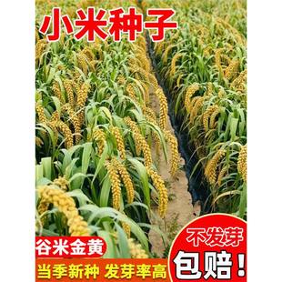 �S��С�׷N�Ӵ�־�׹�С�׷N�ݴ���Nֲ�׻�߮a�S������С�׷N��