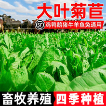 将军菊苣草种子大叶菊苣种籽牛羊鸡鸭鹅吃的草多年生四季牧草种子