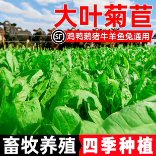 ��܊���ĲݷN�Ӵ��~���ķN��ţ���u���Z�ԵĲݶ������ļ����ݷN��