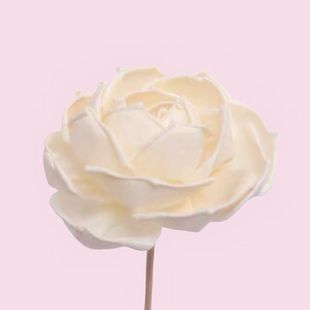 ֲ��ͨ��õ���ֹ��ɻ����滨ˇ��޹�[��ins�Ҿ��bo����ՔU��
