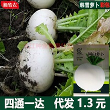 �ļ��A���nѩ�}���N�Ӵ������}���N�ѷ��Ǵ��}���߲˷N�Ӱ��b�S�C