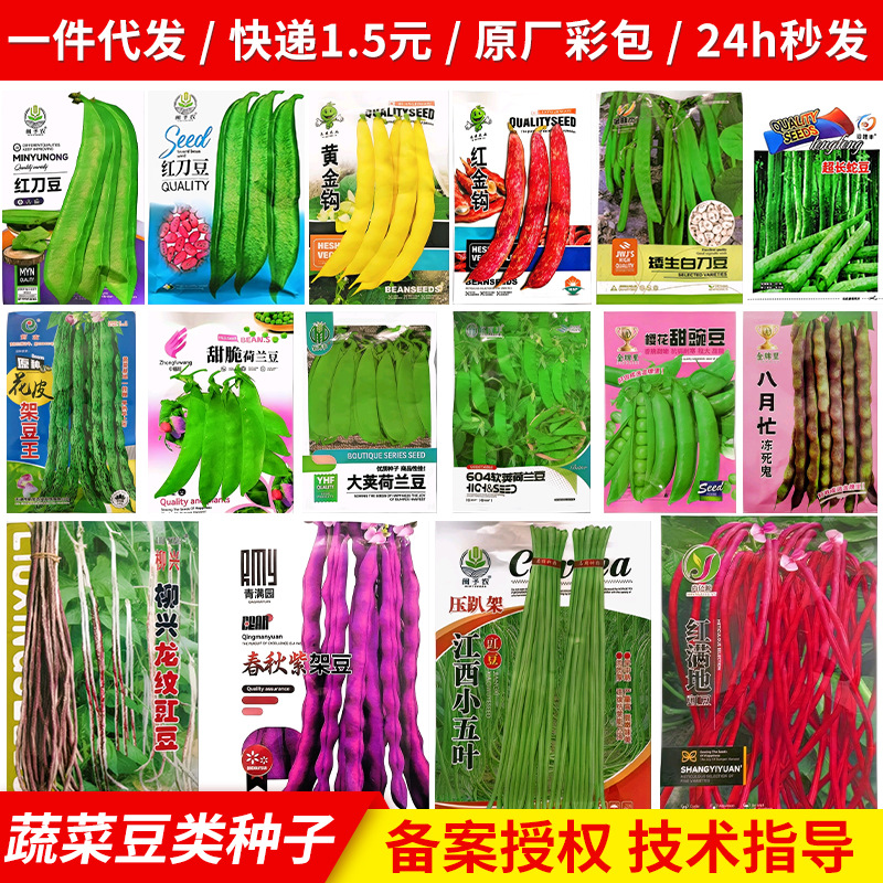 豌豆四季豆粒型农家豆类蔬菜种子种子各种五谷杂粮豆类种子批发