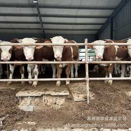肉牛养殖场西门塔尔牛 活体牛犊育肥肉牛品种 江西地区