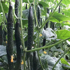 農場直送の新鮮野菜、キュウリ、季節の果物、キュウリ、シャキシャキ、刺し付きキュウリ、正味重量 4.5kg 送料無料