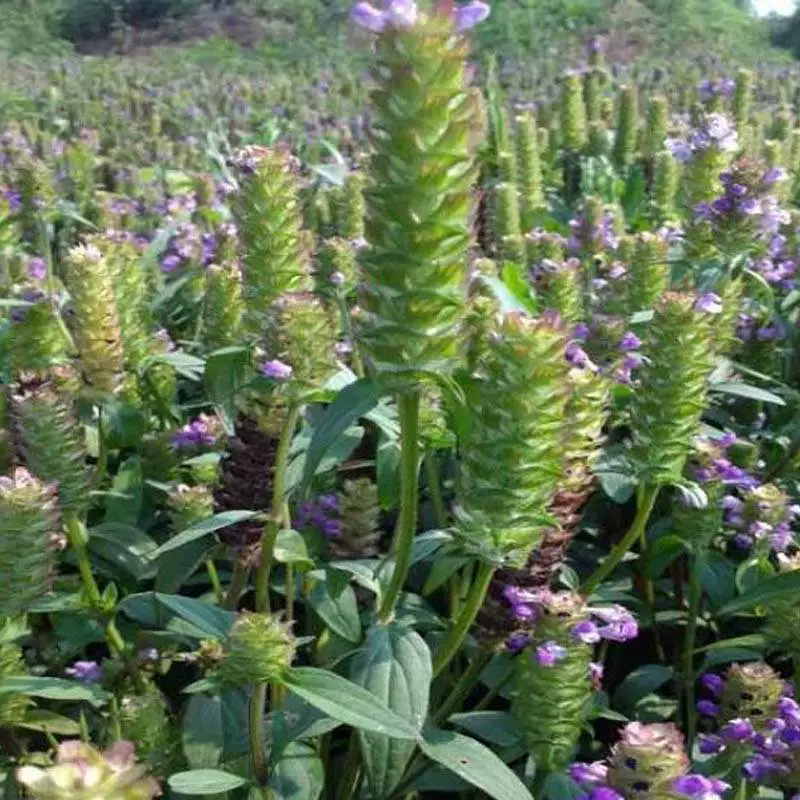 Семена Prunella vulgaris, семена белоголовой Prunella vulgaris, недавно собранные лекарственные материалы, простое посевное в любое время года, высокая степень прорастания, горшечные растения для балкона.