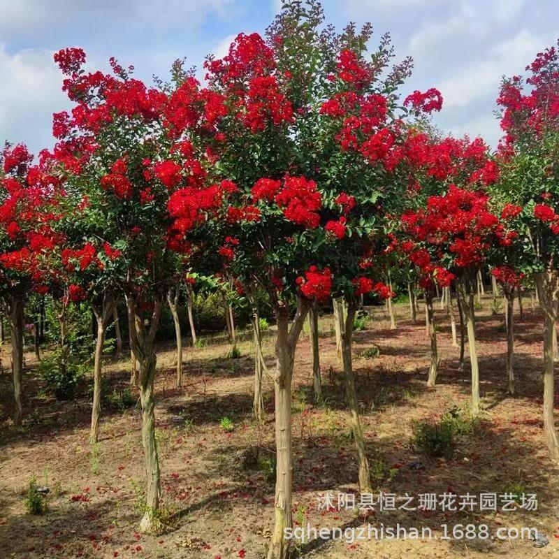 精品紫薇花树苗美国红火箭庭院绿化天鹅绒老桩红火球盆栽百日红花