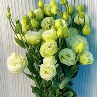 ��۹��廨�r�����ֱ�lֱ��������������ˮ�B�����󼪹����S��