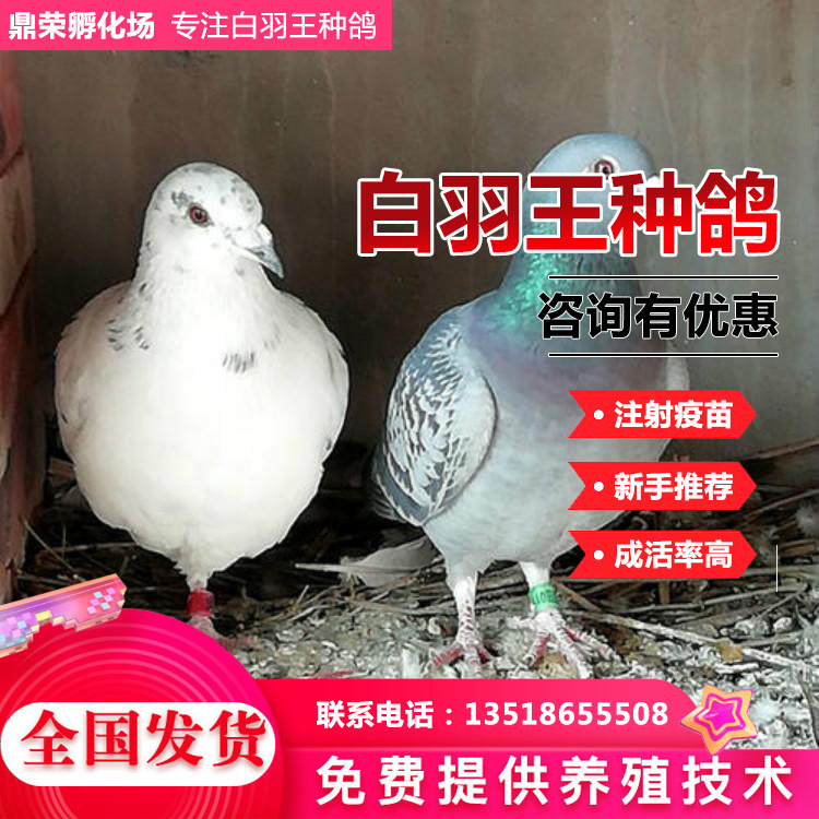 Pigeon pigeon Yuanbao dove breed U.S.A Landing pigeon Technical guidance