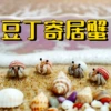 Land crabs cannot be kept in water as they will drown.