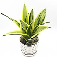 黄金虎皮兰盆栽稀有虎尾兰多肉植物盆景新内吸甲醛防辐射绿植
