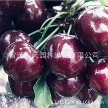һ�����l���_˹8̖����Ҙ���޽Ӷ���܇���Ә�����Ϸ������ͺ�