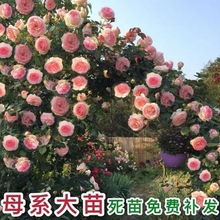 爬藤月季蔷薇四季开藤本花苗特大花浓香庭院植物室内花卉盆栽网红