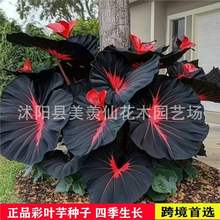 ̿羳~Nӻɫ~ͥԺļ^~ֲN