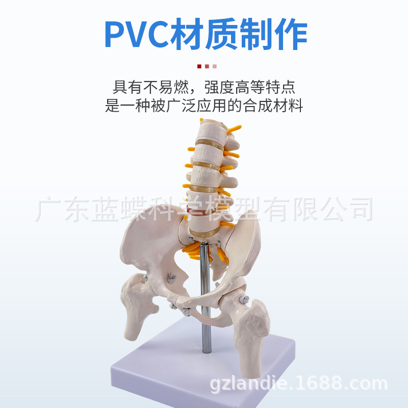 ��̬������׵����ģ�͹ؽڿɻ�������СŮ�Լ������Ľ�ѧ�Ǽ�