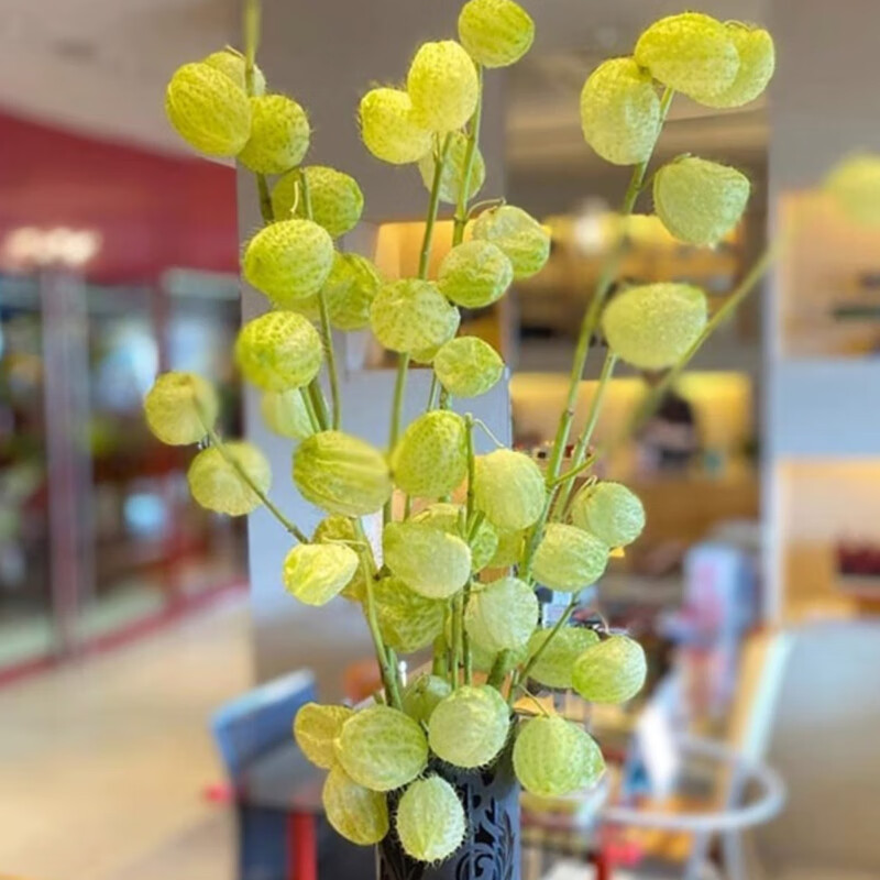 气球果种子多年生钉头果河豚果风船唐棉种观果可切花阳台盆栽春