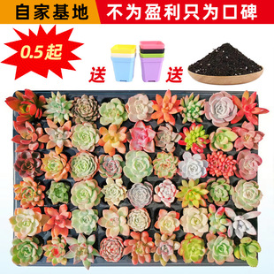 Succulent Plant Wholesale Succulent Flower Combination Potted Large Succulent Plant Souvenir Indoor Potted Base Straight Hair