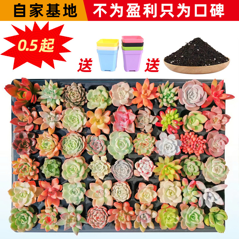 Fleshy Plant Wholesale Flower Combination Potted Big Meat Meat Accompanying Ceremony Indoor Base Straight Hair Cactus