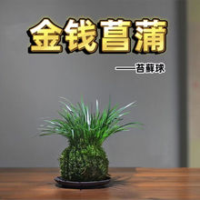 微型盆景金钱菖蒲黄金姬水培盆栽节日礼物懒人桌面迷你小绿植兰花