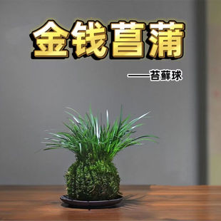 ΢���辰���X�����S��ˮ�����Թ��նY�������������С�Gֲ�m��