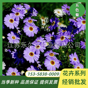 Five-Color Chrysanthemum Seeds Perennial Roots Easy to Grow Balcony Potted Florals Open-Air Flower Sea Ji Small Chrysanthemum Seeds