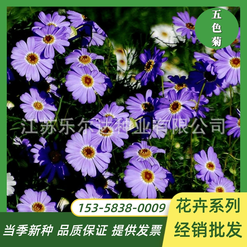 Пятицветные семена хризантем Многолетние корни Легко сеять Балкон Цветы в горшках Цветы под открытым небом Хайцзи Маленькие семена хризантем