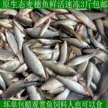 包邮冷冻泥鳅单冻虾仁河虾麦穗鱼食新鲜观赏鱼龙鱼虎鱼魟鱼龟饲料