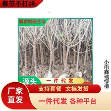 直销矮化大樱桃树苗 美国车厘子苗 嫁接水果树苗 吉塞拉砧木樱桃