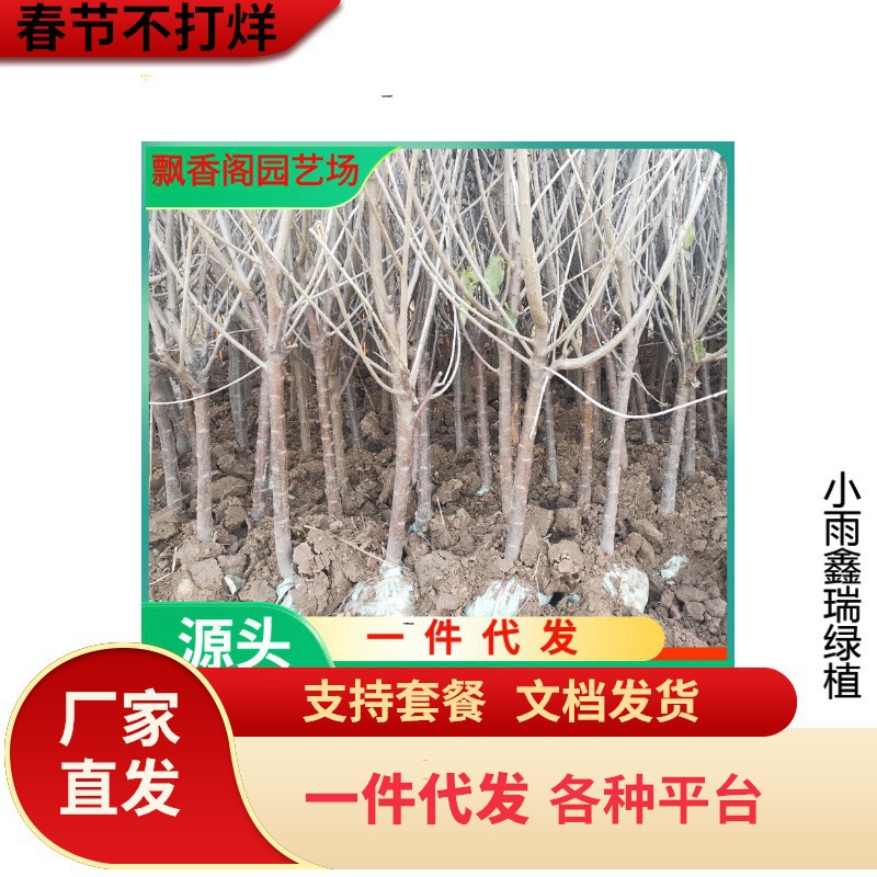 直销矮化大樱桃树苗 美国车厘子苗 嫁接水果树苗 吉塞拉砧木樱桃
