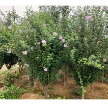 木槿树 苗丛生红花木槿独杆木槿 绿化工程 苗木 树苗  木槿花苗