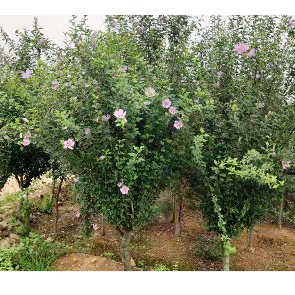 木槿树 苗丛生红花木槿独杆木槿 绿化工程 苗木 树苗  木槿花苗