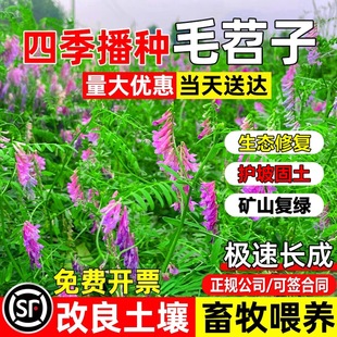 �G�ʷN��ë�~���ӷN�L��ëҰ�㶹�N�ӹ��@���~�ϻ����B����Դ�ݷN