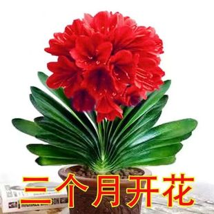 �����]�������m�������m���Ծ����m���ļ�����ֲ������m����