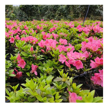 �������l �����N���� ���N���� ���N ���NС�� �����������l ����