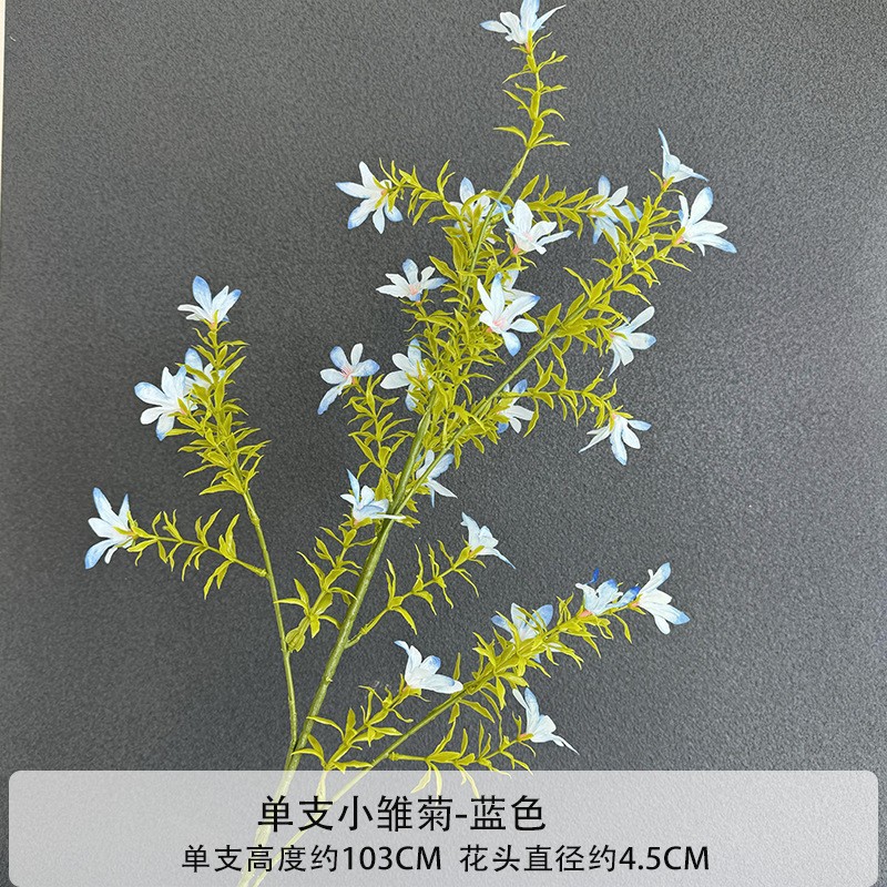 작은 데이지