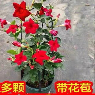 �h�������Ի����pϲ�ٻ��玧��������ֲ���ļ����B��Gֲ�����B��