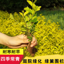 ~ŮؑGhGͥԺС^ľļGɭŮؑСɫK