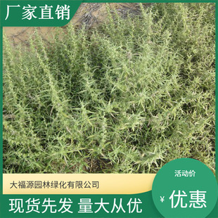 [Base Wholesale] Desert Green Plant Black Sand Wormwood Wind-Resistant Sand Ground Cover Greening Seedlings with Complete Specifications