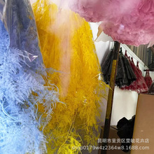 【文竹】永生花保鲜花文竹DIY花材装饰刺天冬云竹清新儒雅风