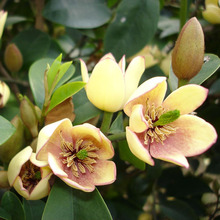 һ�����l�໨��Ц���� ��ɫ��Ц �t����Ц���Ի��ܾGֲ ����ֲ��