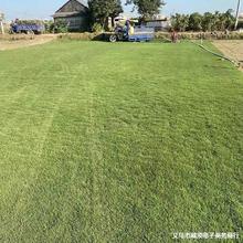 带土带泥庭院绿化真草皮 马尼拉四季青草皮 园林绿化护地皮草坪