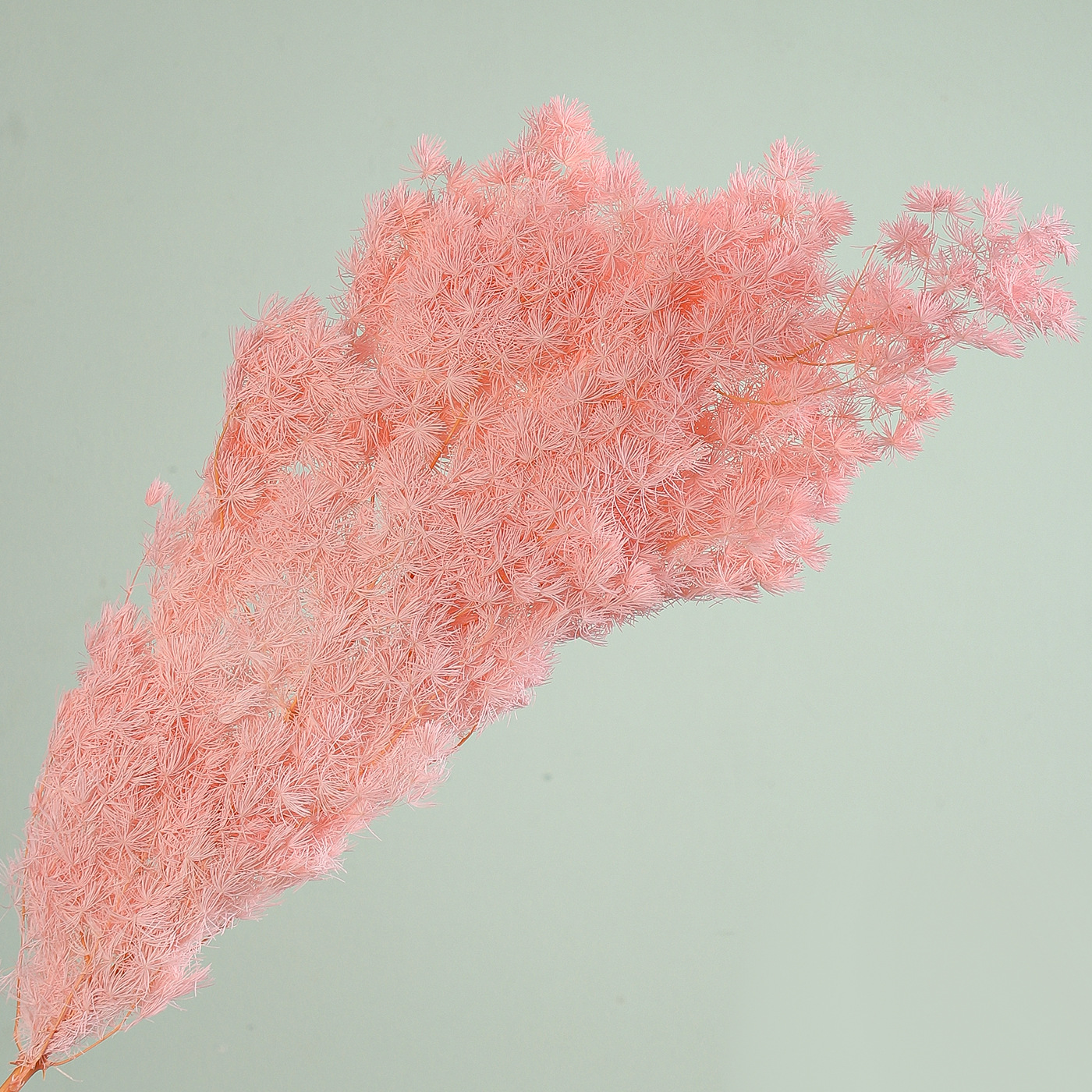 Flores secas de siete colores cordier flor flor flor flor de embalaje flor decoración flordiy florista florística material de ramo de embalaje floral