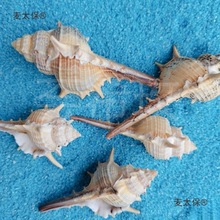 ��Ȼؐ�����ݺ���5-9cm�Ҿ��~��ˮ���^��Ӱ΢���^�[���̫��