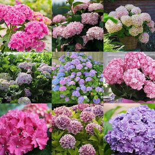 ��ɫ�������Ի���ֱ�N�̨ͥԺ�o�M�İ��ɻ����Ե����ͺ��ļ��_��